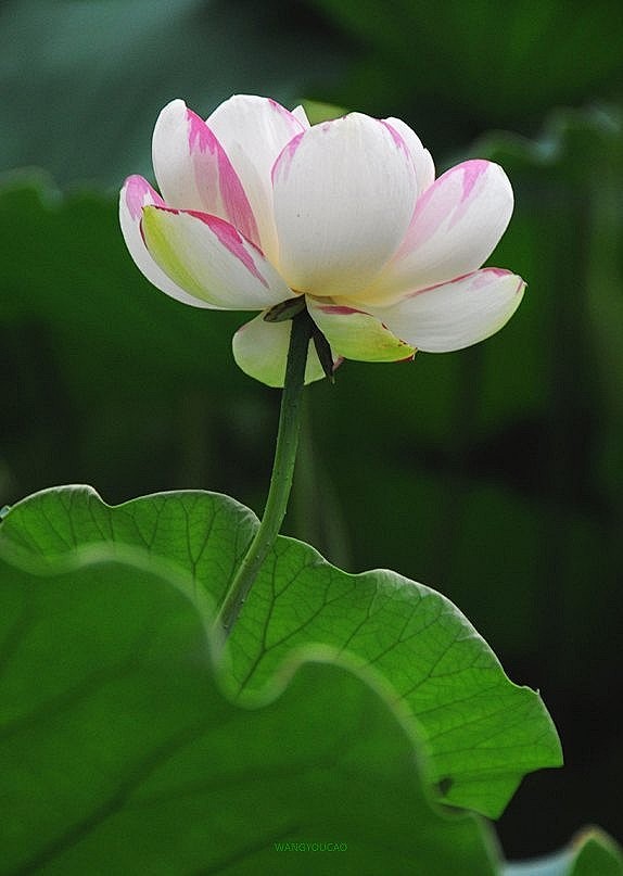佛曰：缘来天注定，缘去人自夺。种如是因，...