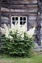 Goat's Beard (Aruncus dioicus) ~ shade perennial that blooms in early summer: 