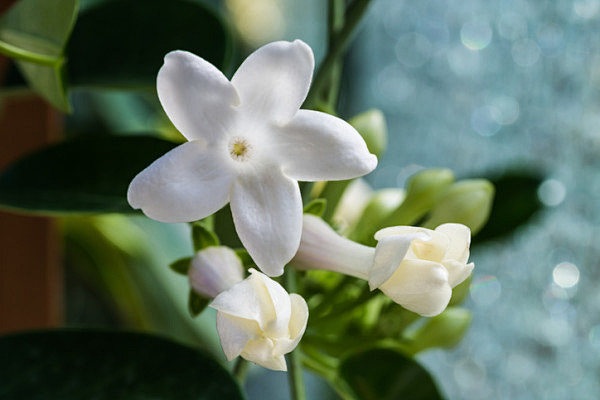 6月8日诞生花 茉莉花语 和蔼可亲 可爱