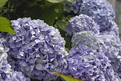 紫绣球花花