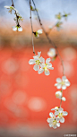 紫禁城中的李花开了，“枝缀霜葩白，无言笑晓风”，美好的春日来了！