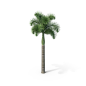 Foxtail Palm Tree.H03.2k (1)
