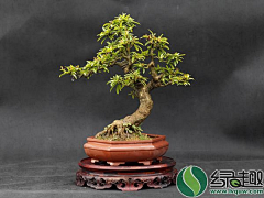 ME花草园艺采集到盆景/大/中/小/微
