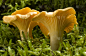 蘑菇,黄色,田地,鸡油菌,水平画幅,无人,美人,苔藓,生食,特写