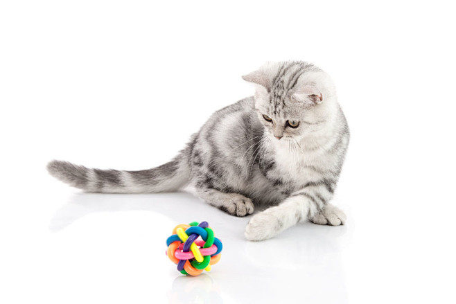 玩彩色球的灰色小猫图片素材