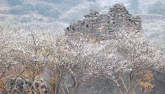 畅神采集到东山魁夷