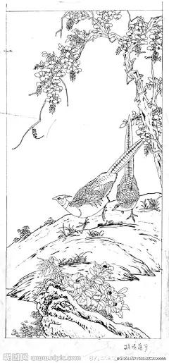 藤萝锦鸡