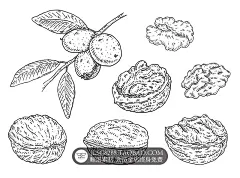 复古手绘坚果花生瓜子核桃榛子松子无花果LOGO底图Banner AI素材-淘宝网