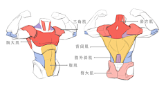 涡来守狐采集到光影调子