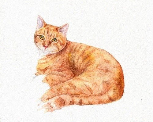 水粉插画-猫[一组猫的水彩画,真心好看,...