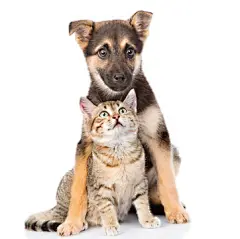 点击来源直接获取大图文件 |白色背景上孤立的杂交和小斑猫