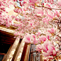 花花