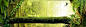 森林，树干，鸟，绿色，阳光，绿叶，藤蔓,海报banner,文艺,小清新,简约图库,png图片,,图片素材,背景素材,153009北坤人素材