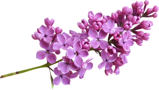 紫丁香 PNG