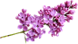 紫丁香 PNG