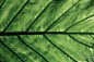 green leaf in close up photography