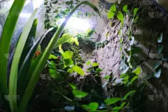 玻璃缸,自然,环境,图像,美,枝繁叶茂,叶子,无人,植物,户外