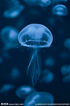一朝君王采集到生物