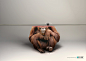 IFAW : Press campaign for the International Fund for Animal Welfare