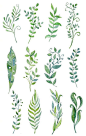 【近百种手绘植物的表现形式！】绘制植物插画的时候用得到哦。

#啊！设计# ​​​​