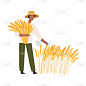 Man Farmer in Straw Hat Gathering Ears of Wheat Ve