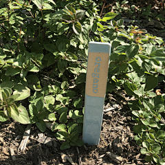BatwH_紫藤采集到herb plant label