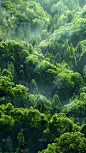 植物通用俯视森林场景背景图片素材
