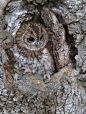 tiny-creatures:


 Tawny Owl by Celia Todd



 Via Flickr:
 At Mid Wales Falconry
 
