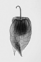 Skeleton Leaves - natural form inspiration; leaf veins; intricate patterns in nature