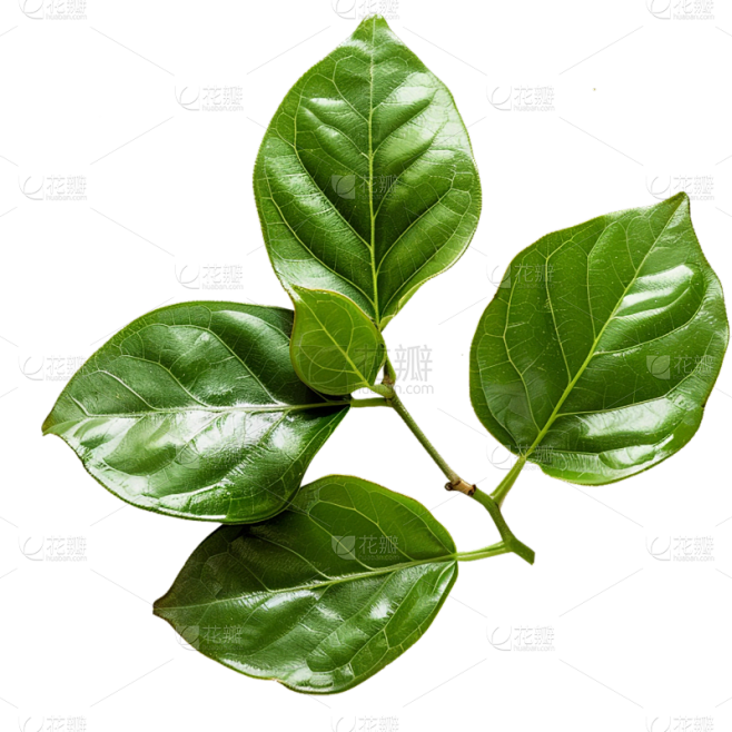 植物系列写实多片叶片元素素材-花瓣网