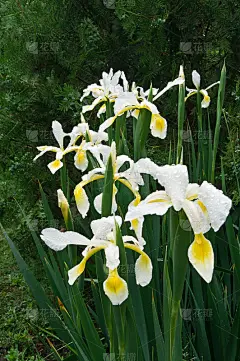 遮着的虹膜(iris Spurio)