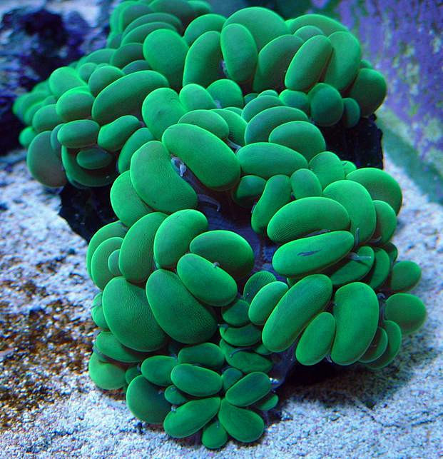 海洋世界
气泡珊瑚很漂亮，不动的水都会出...