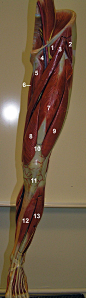 1 - Iliopsoas  2 - Tensor fascia Latae  3 - Sartorius  4 - Pectineus  5 - Adductor longus  6 - Gracilis  7 - Rectus femoris  (vastus intermedius is deep)  8 - Vastus medialis  9 - Vastus lateralis 10 - Quadriceps tendon 11 - Patellar ligament 12 - Tibiali