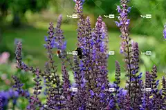 春天的灯笼裤 熊蜂 自然 美丽的花朵 花卉背景 花壁纸 授粉 花