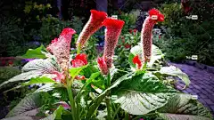 开花 花壁纸 植物群 花 毛里求斯 美丽的花朵 灌木 植物 春天