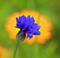 矢车菊Centaurea cyanus菊目 菊科 矢车菊属
Centauréa by Oleg Fedulov on 500px