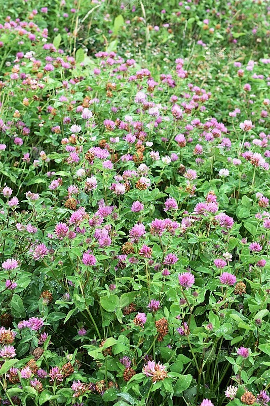 红三叶草红三叶草素材-花瓣网