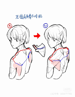 柏安灵人采集到肌肉