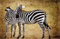 Animals of the savanna : Animals of the savanna in Tansania