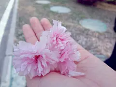生活小点滴




小湖旁的小片竹林





一片嫩绿





春天里的一朵





粉嫩的娇樱花





学校空地





雨后的玻璃窗





家门前的李树





小憩之地





春天到了，蝴蝶来了





土豆花





竹林小路





是芦苇吧，不清楚





逆光三部曲之一





逆光三部曲之二





逆光三部曲之三





充当一下蒲公英





来个特写