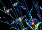 CYBERFLORA on Behance