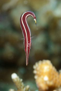 urchin clingfish (diademichthys lineatus)牙怪采集到〖海洋动物