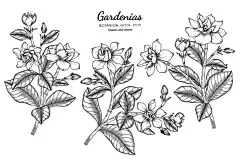 栀子花和叶手绘植物插图与线艺术。图片