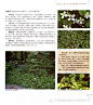 【植物配置】109种多年生草本地被植物，史上最全（囤货）
