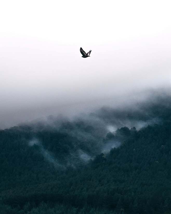 bird flying near mou...