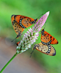 Photograph Two couples & a witness by Anif Putramijaya on 500px