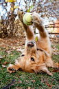 My ball, my ball !!  I've been looking for you.  I love you, ball !!!  This is Regan, 25% Sheltie, 75% Golden Retriever.  By loubelousworld.