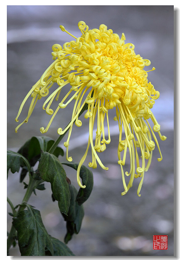 秋菊
