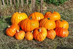 自然秋景南瓜生态农场背景。鼓舞人心的十月或九月壁纸。季节的变化，成熟的有机食品概念。万圣节派对感恩节