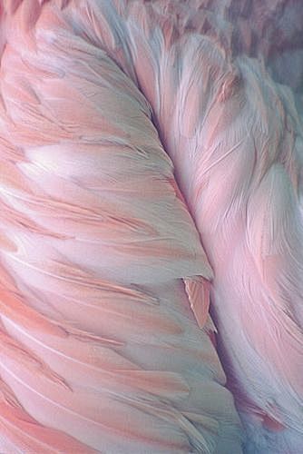 pink feathers | @and...